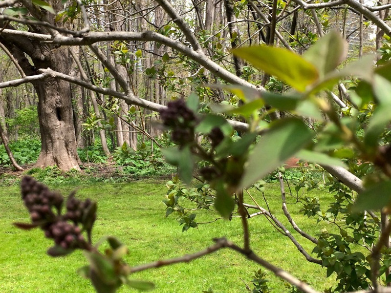 Botanic Garden, Hokkaido University