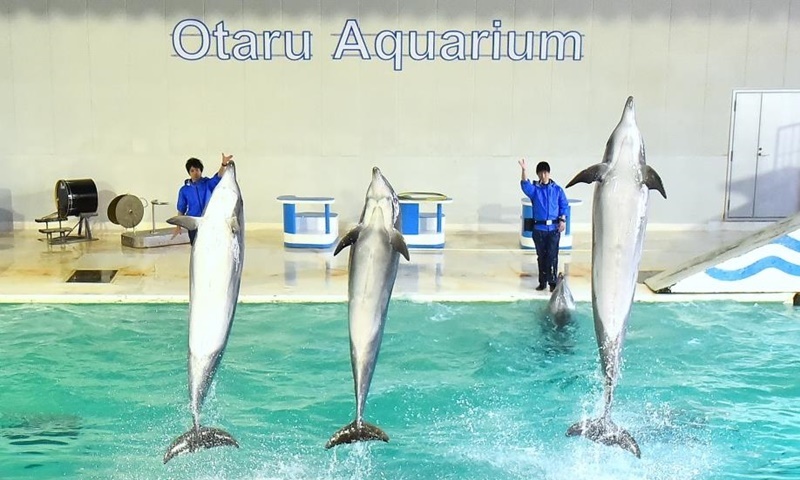 Dolphin show