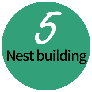 Nest building