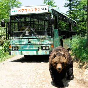 動物