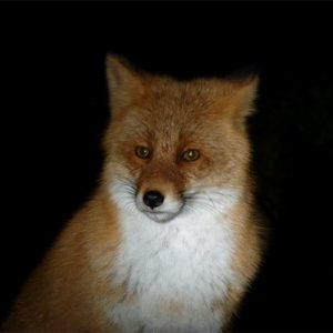 動物