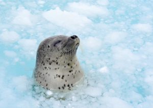 Read more about the article Otaru Aquarium, the winter season has begun from December 17, 2022.