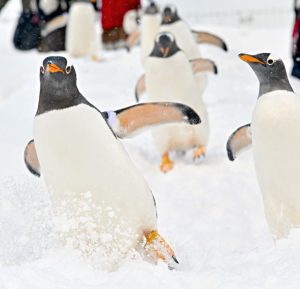 Read more about the article Otaru Aquarium, the winter season has begun from December 11, 2021.
