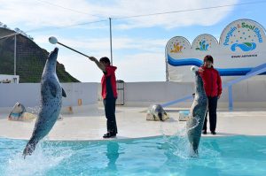 Read more about the article Otaru Aquarium, the normal season has begun from March 12, 2022.