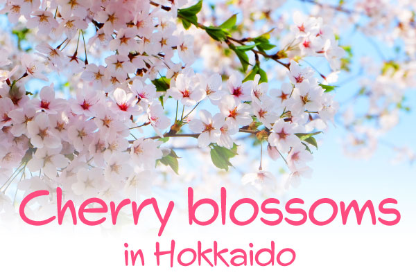 Cherry blossoms in Hokkaido