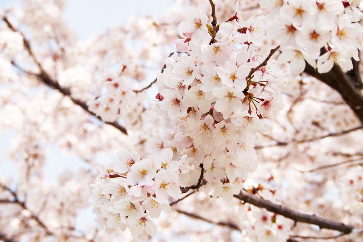 Hokkaido Cherry Blossoms 2026｜Top Sakura Spots, Bloom Forecast