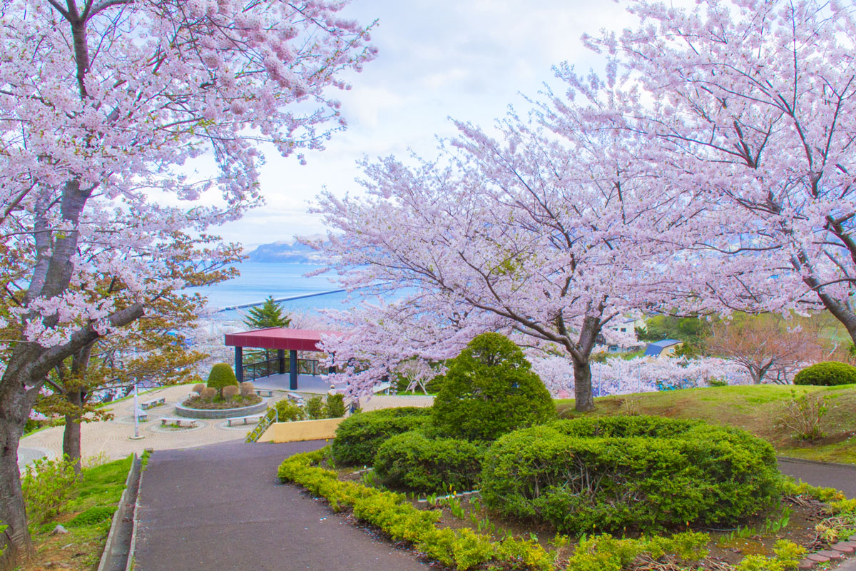 Hokkaido Cherry Blossom Special｜Cherry blossom viewing spots and places to  see cherry blossoms｜UU-Hokkaido Official Site