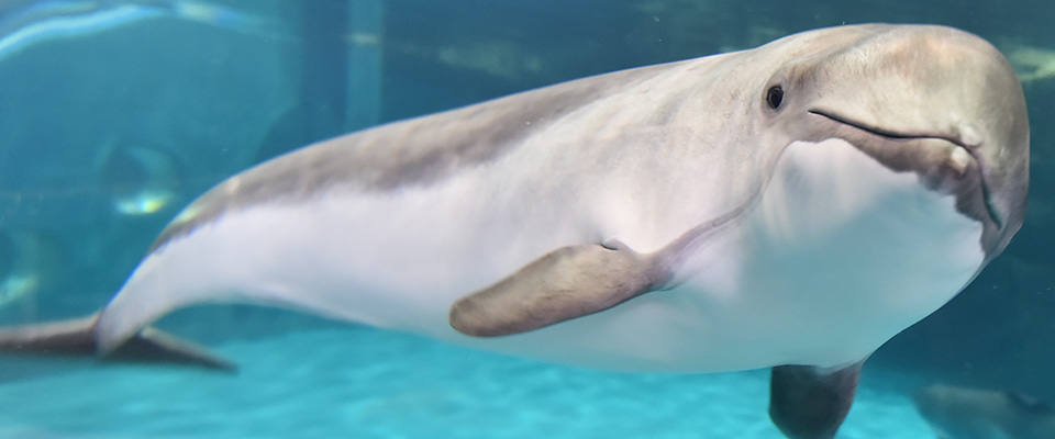 Otaru Aquarium