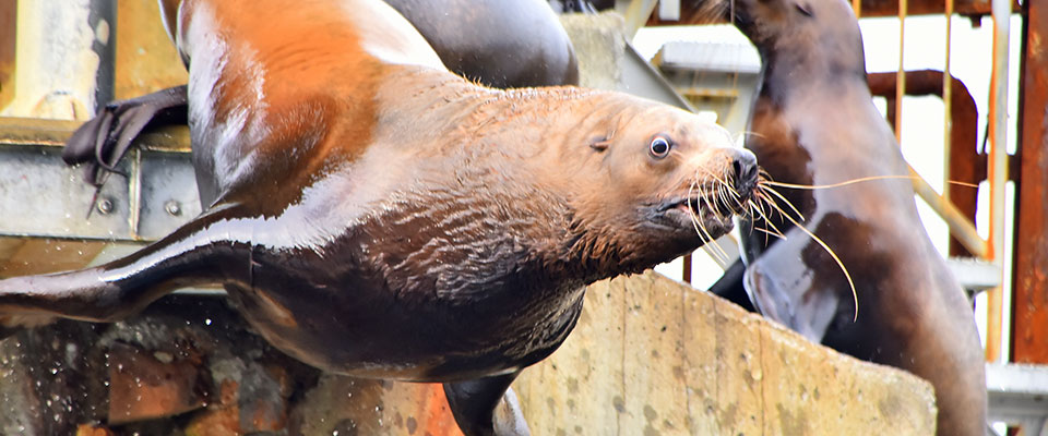 Otaru Aquarium