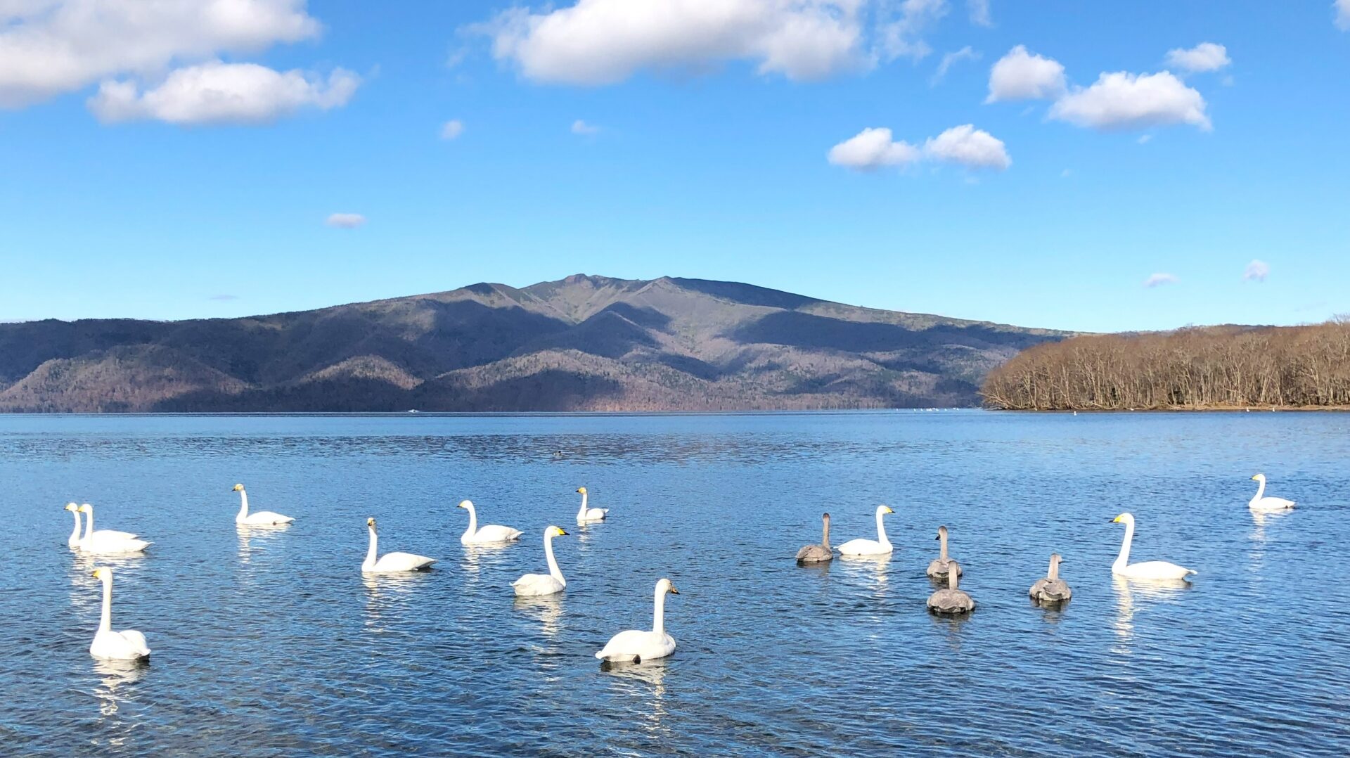 Swans migrating to Lake Kussharo (December to April)