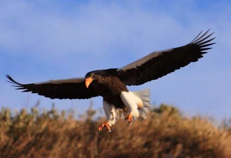 nemuro_bird1