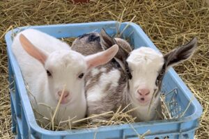Read more about the article Protected: Heidi Farm | Naganuma Town